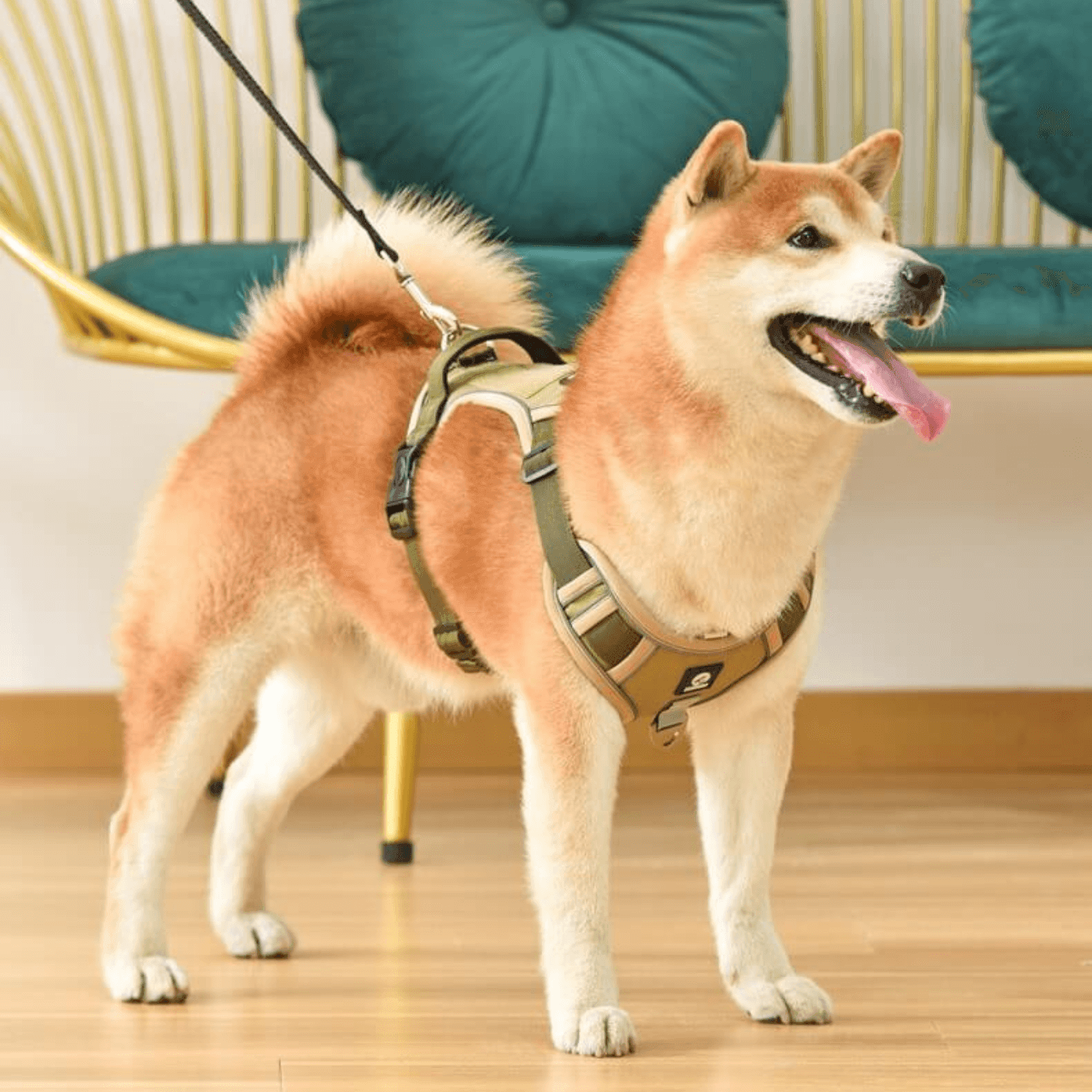 Anti-pull dog harness - EasyWalk™