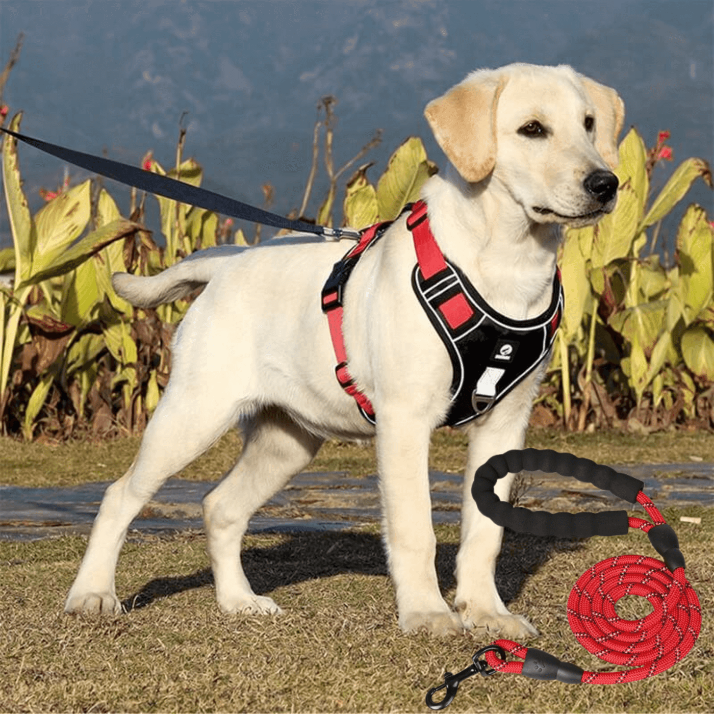 Anti-pull dog harness - EasyWalk™