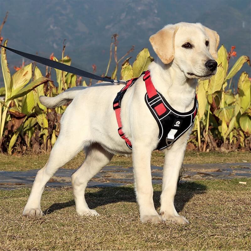 Anti-pull dog harness - EasyWalk™